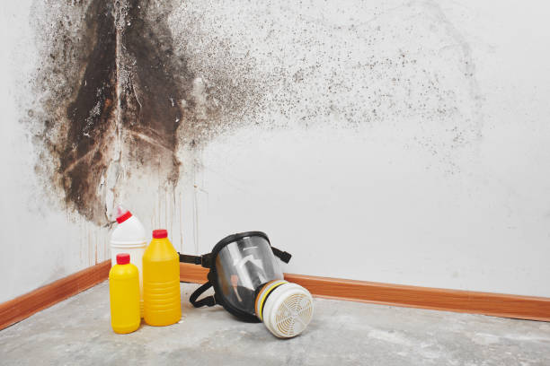 Best Mold Cleaning Services  in Kaysville, UT