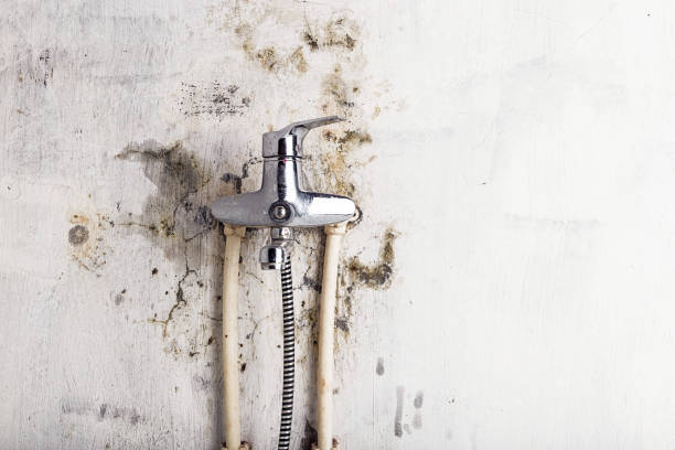 Best Home Mold Removal  in Kaysville, UT