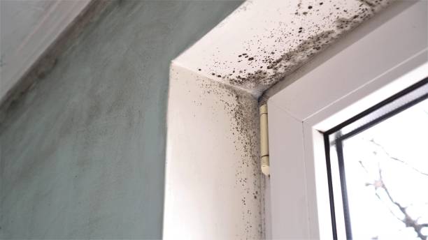 Best Toxic Mold Removal  in Kaysville, UT