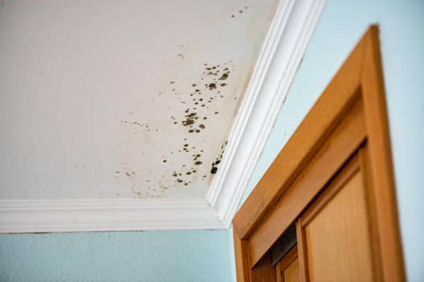 Professional Mold Removal in Kaysville, UT