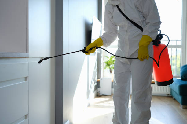 Best Mold Removal Process  in Kaysville, UT