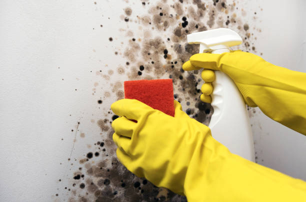 Mold Removal Process in Kaysville, UT