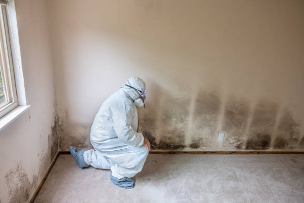 Best Residential Mold Removal  in Kaysville, UT