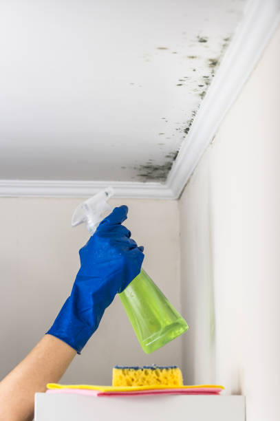 Mold Testing and Removal in Kaysville, UT