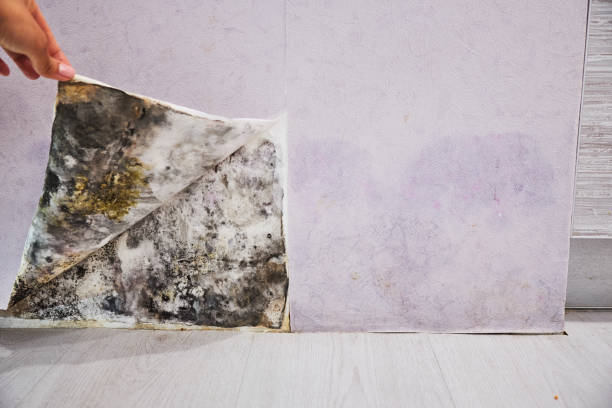 Best Mold Testing and Removal  in Kaysville, UT